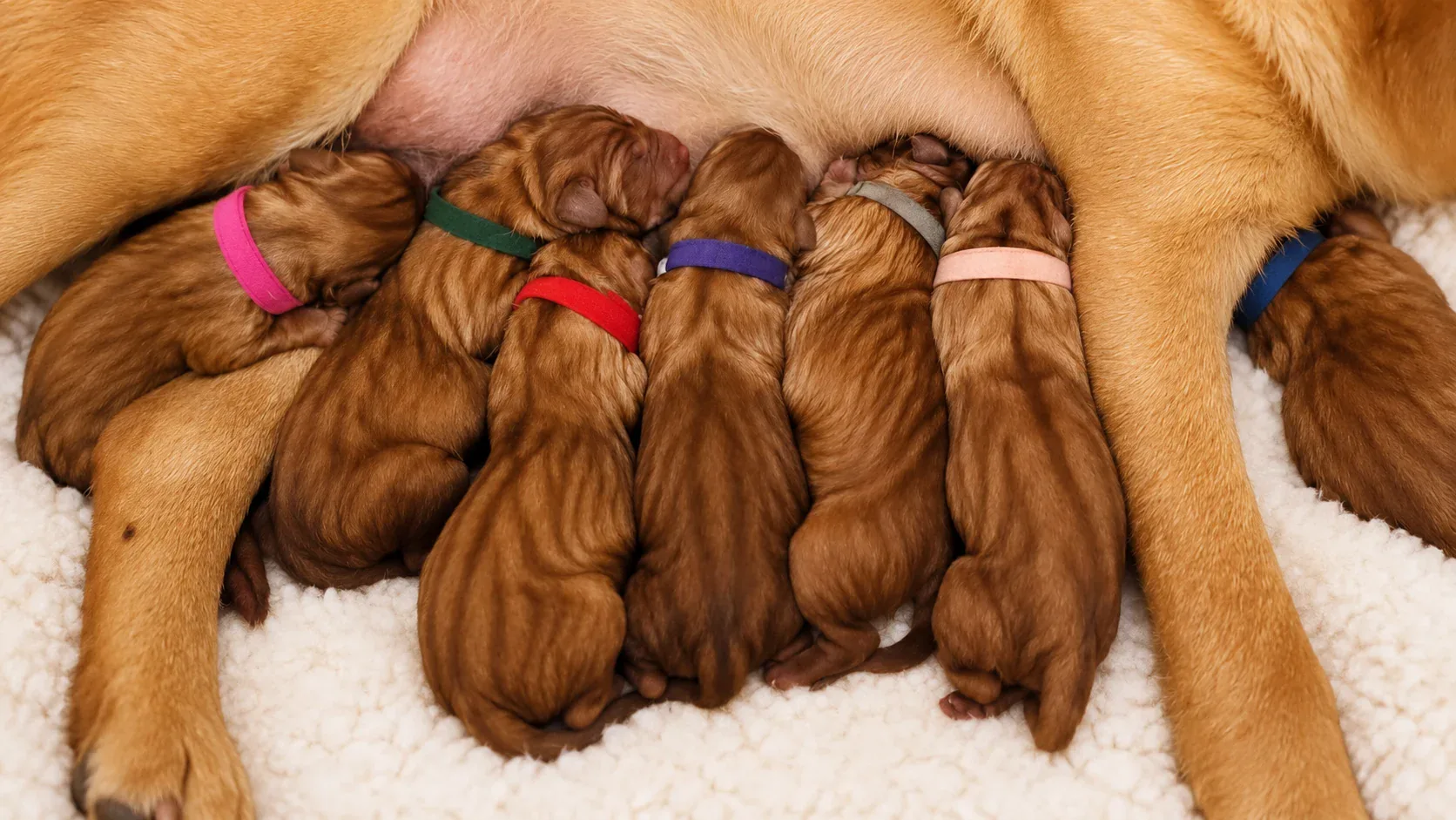 Großer Wurf von Chief Elliots Fox Red Labrador Nachkommen beim Säugen